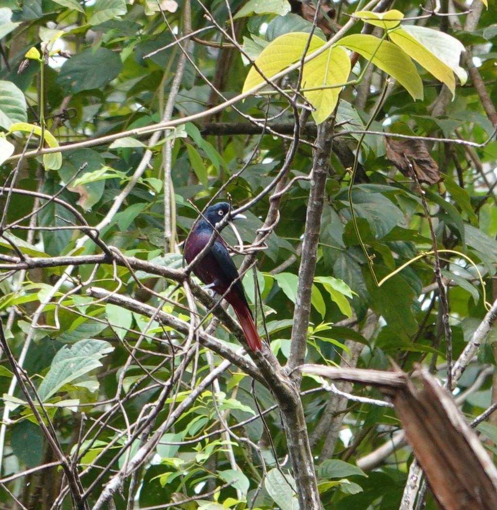 朱鸝(traillii/robinsoni) - ML646038769