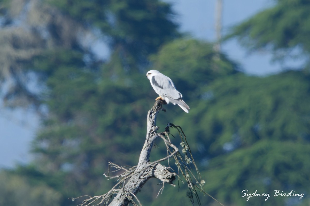 White-tailed Kite - ML646038770