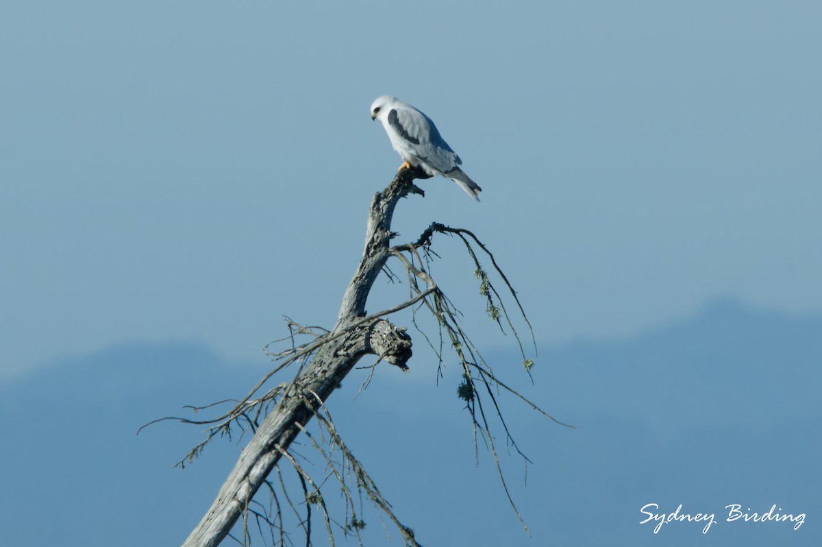 White-tailed Kite - ML646038771