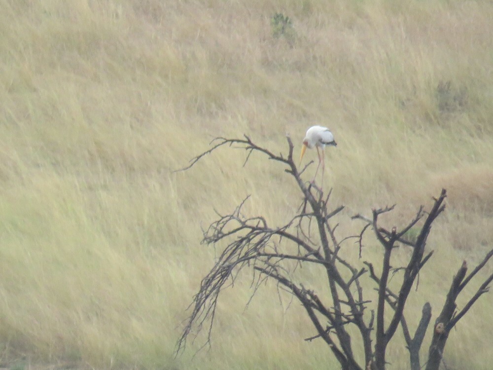 Yellow-billed Stork - ML646038774