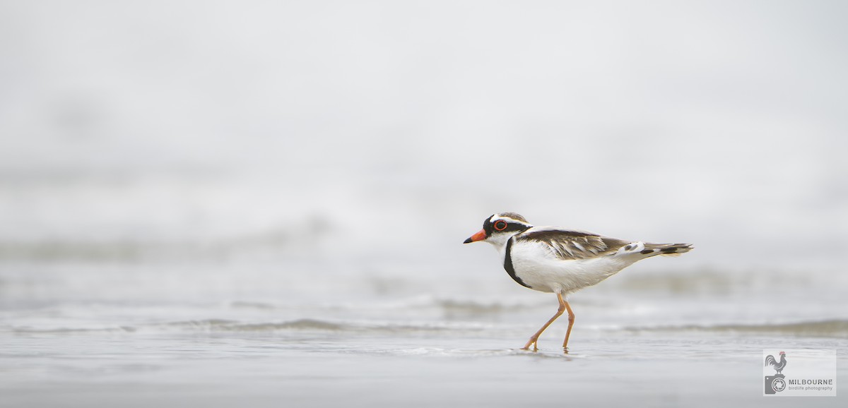 Black-fronted Dotterel - ML646038777