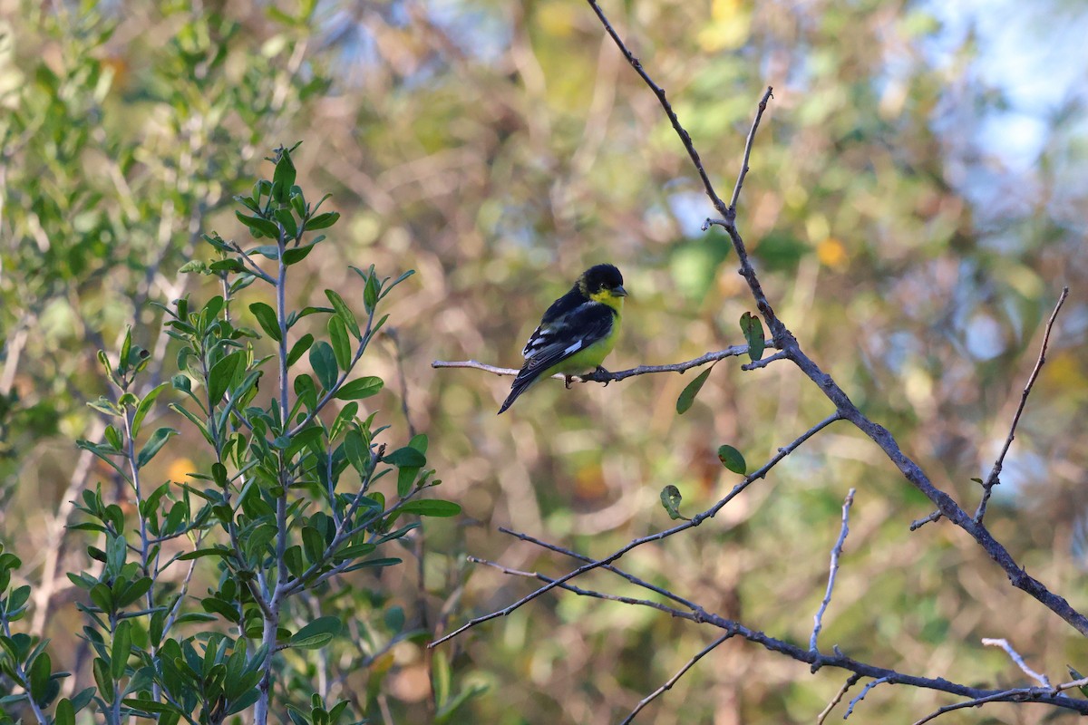 Lesser Goldfinch - ML646038778
