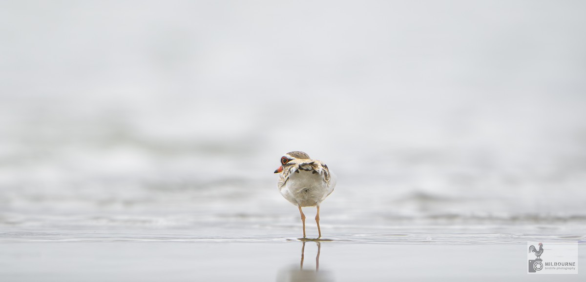 Black-fronted Dotterel - ML646038779