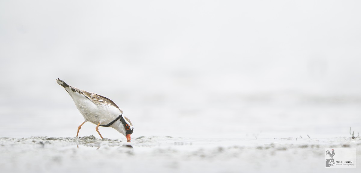Black-fronted Dotterel - ML646038781