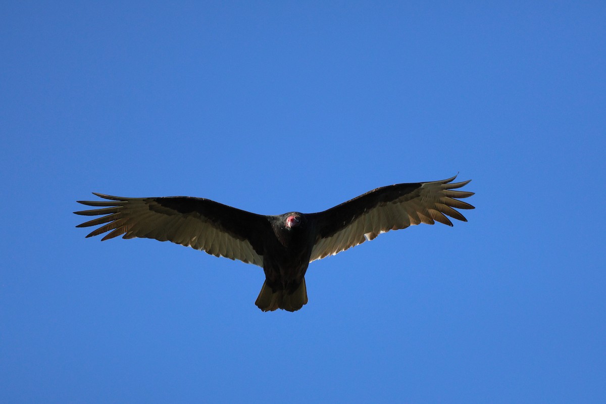 kondor krocanovitý - ML646038785