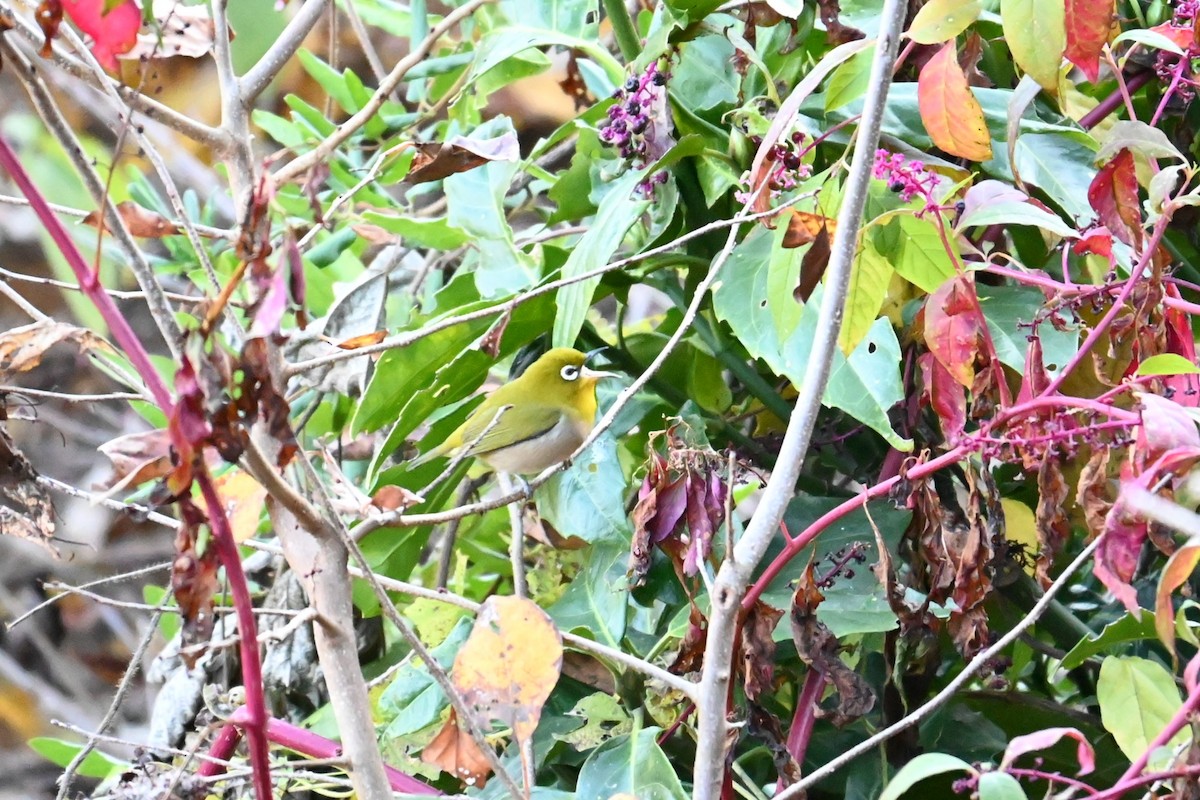 Anteojitos Japonés - ML646038786