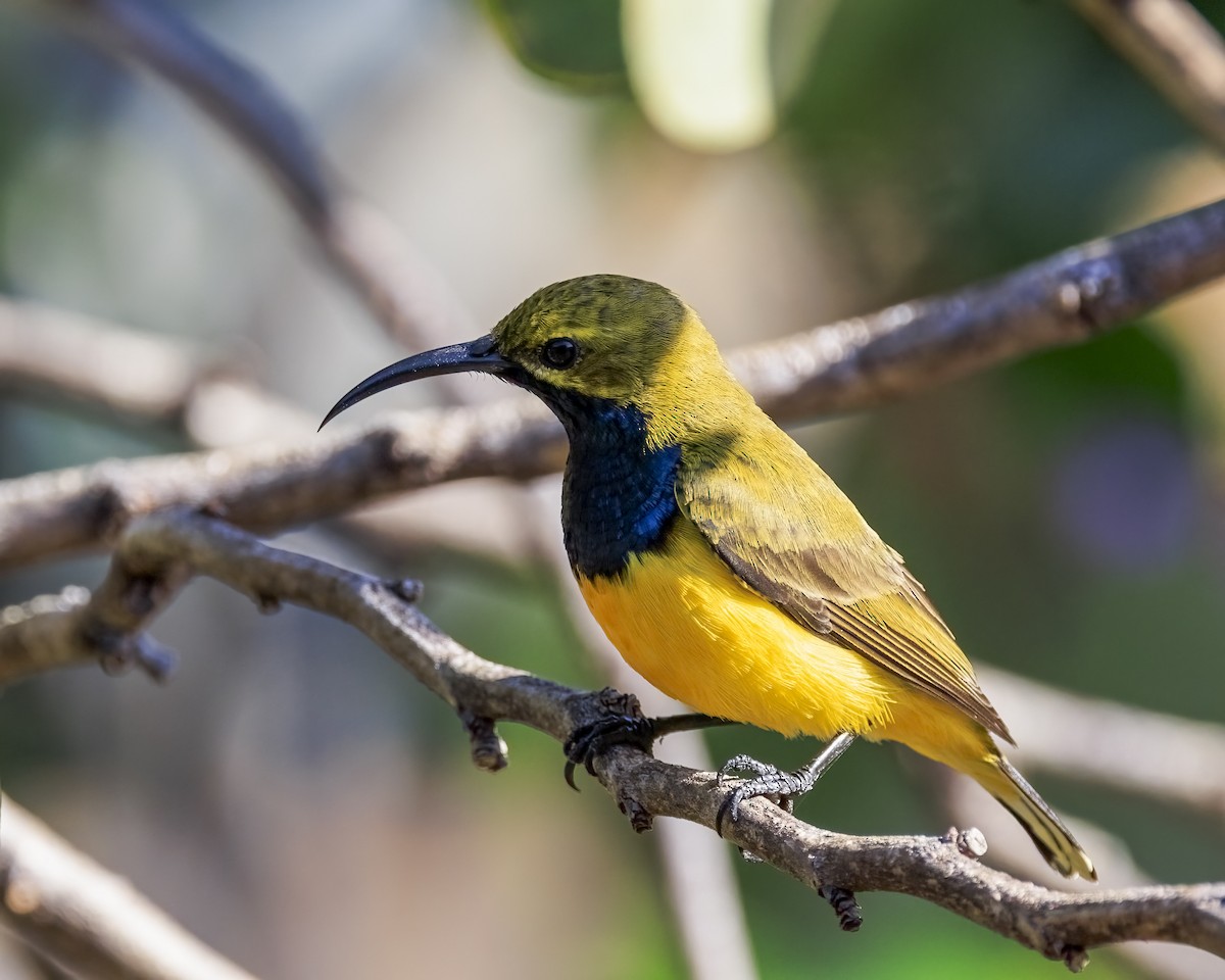 Sahul Sunbird - ML646038791