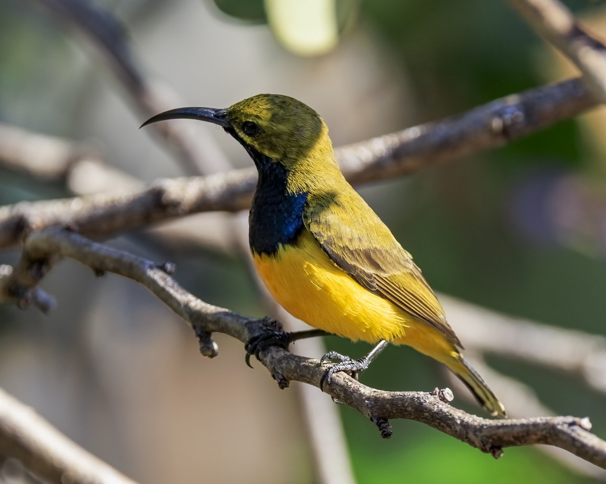 Sahul Sunbird - ML646038792