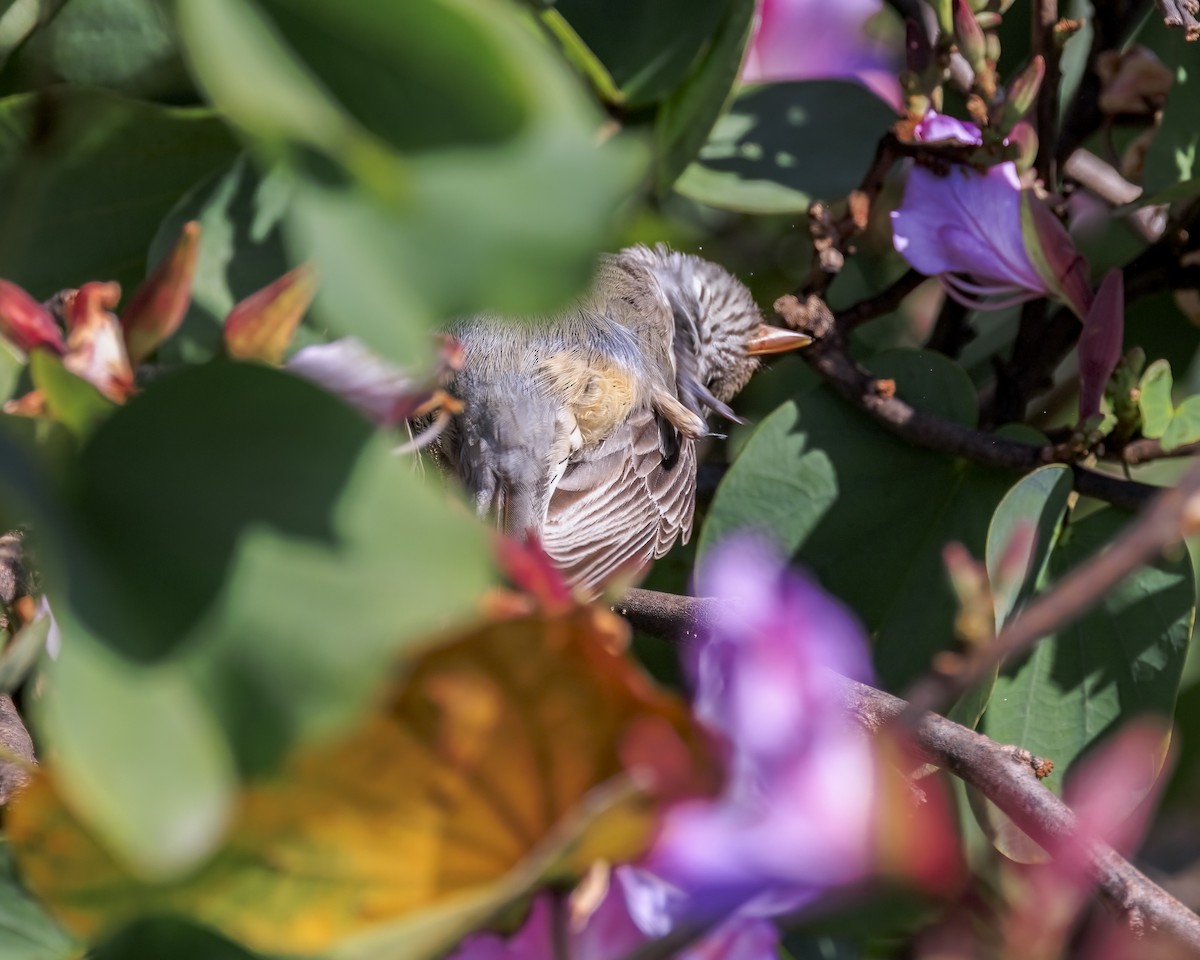 Rufous Whistler - ML646038793