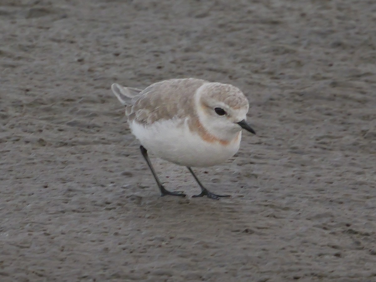 Chestnut-banded Plover - ML646038798