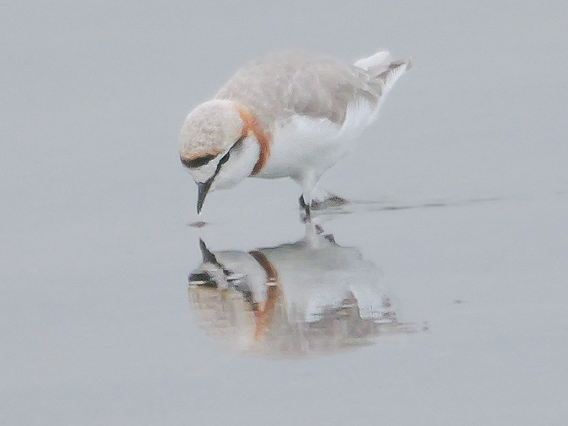 Chestnut-banded Plover - ML646038799