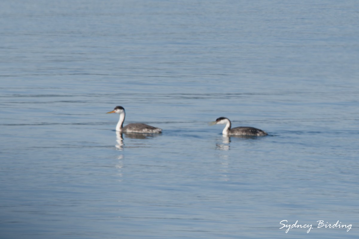 Western Grebe - ML646038803