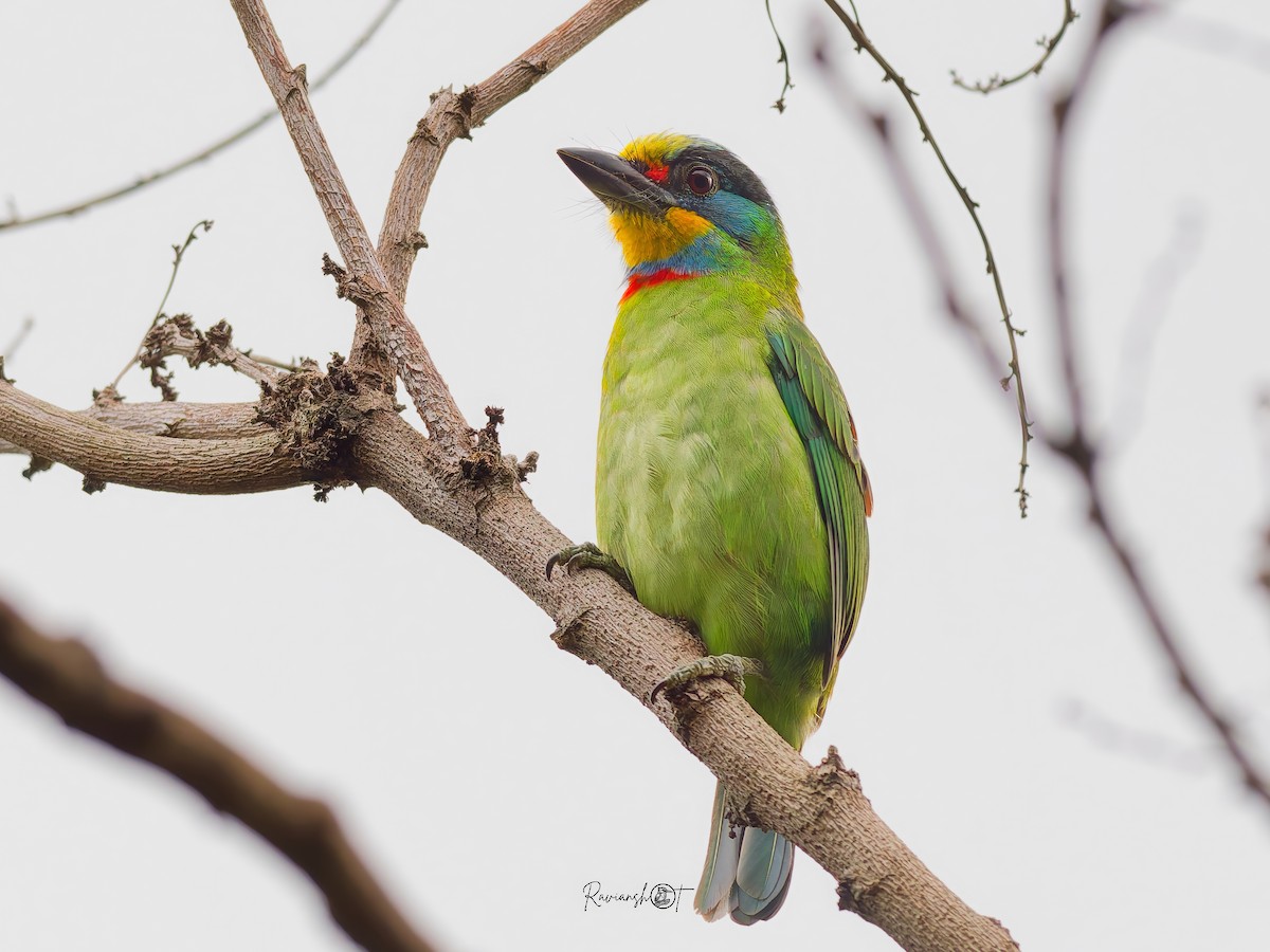 Taiwan Barbet - ML646038805