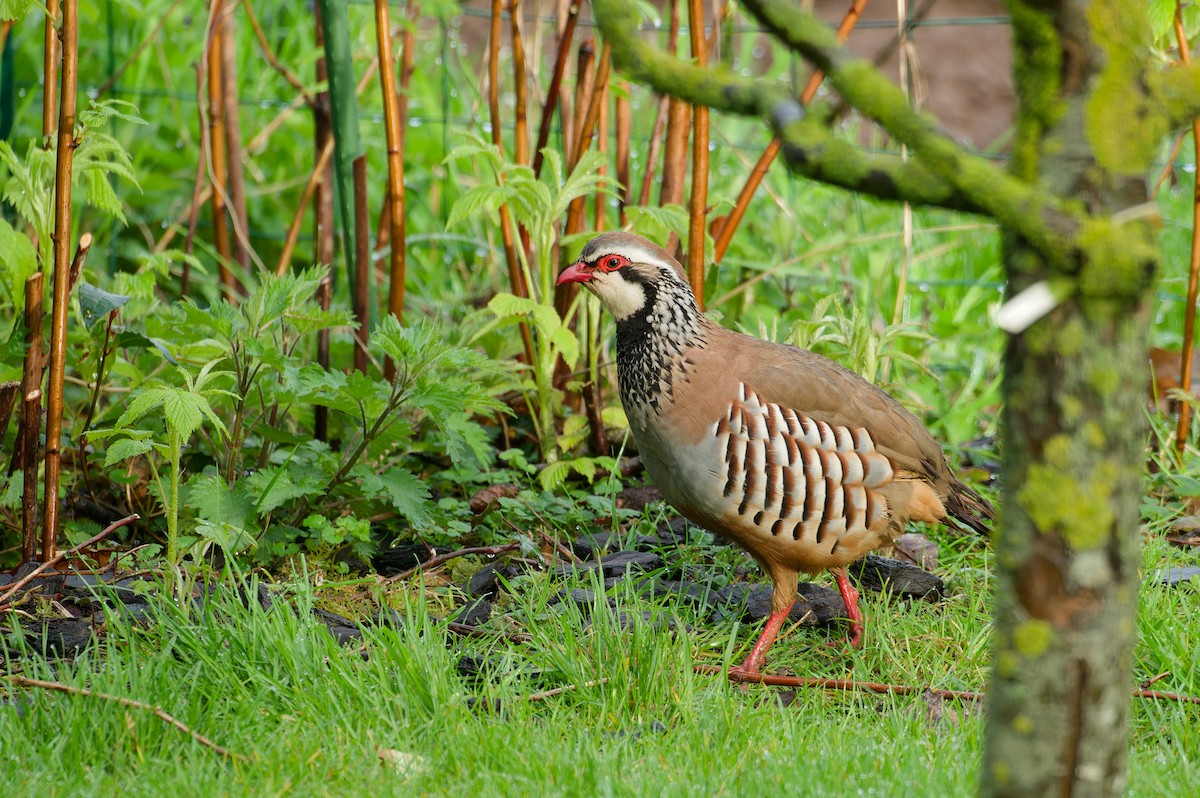 Red-legged Partridge - ML646038806