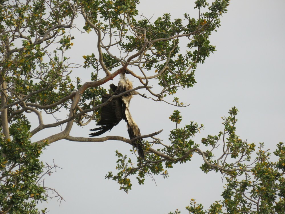 Osprey - ML646038807