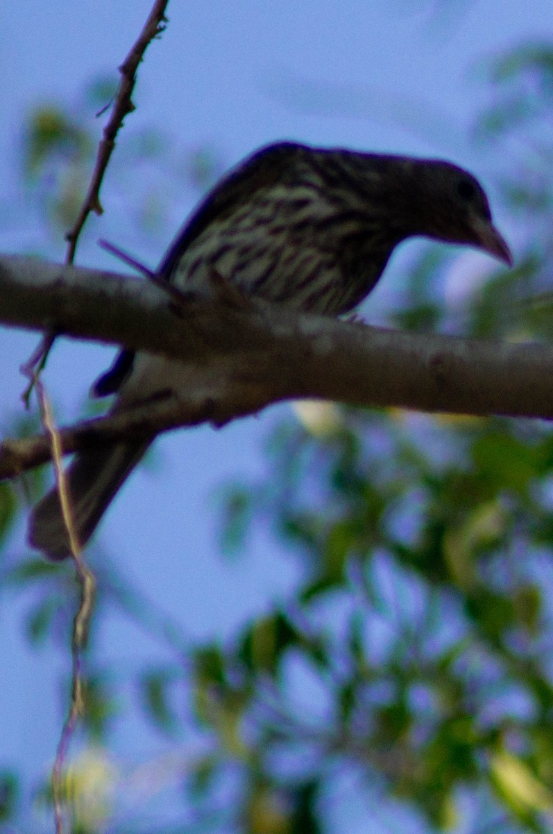 Australasian Figbird - ML646038808