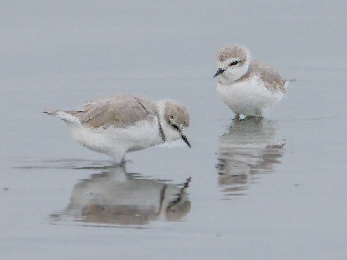 White-fronted Plover - ML646038809