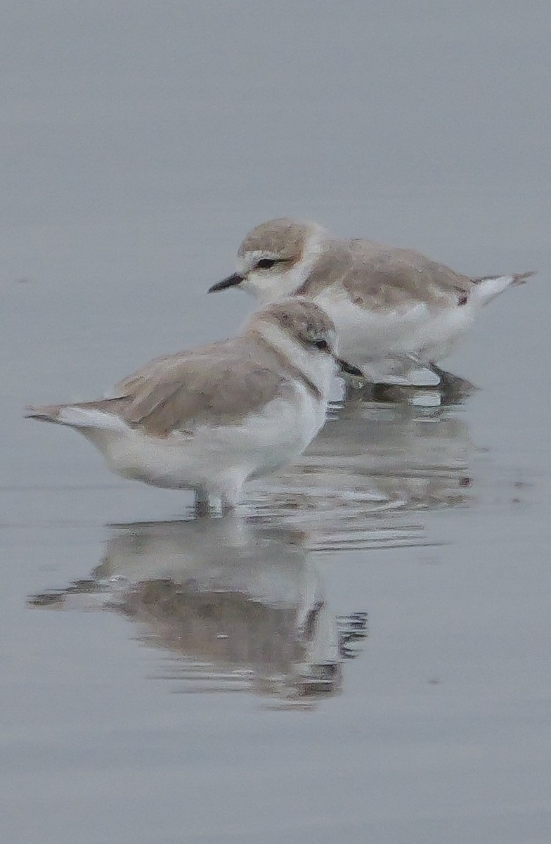 White-fronted Plover - ML646038810