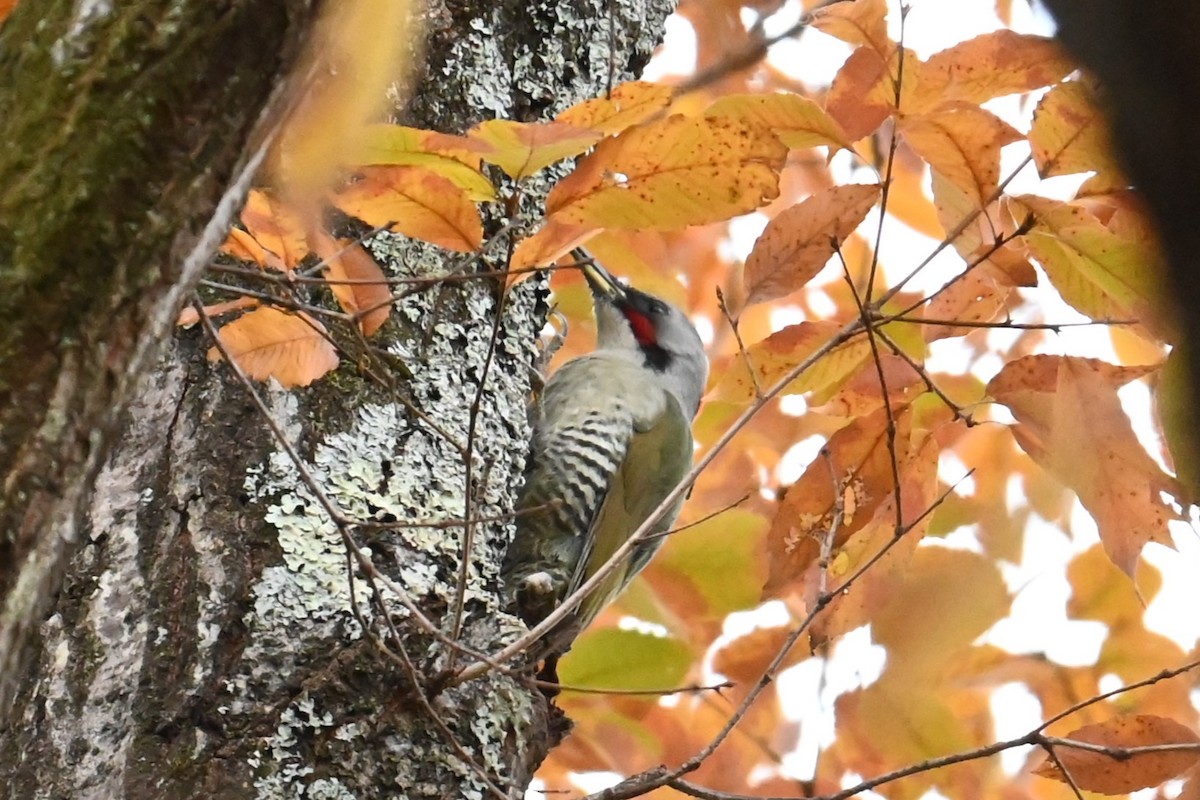 Japanese Woodpecker - ML646038811