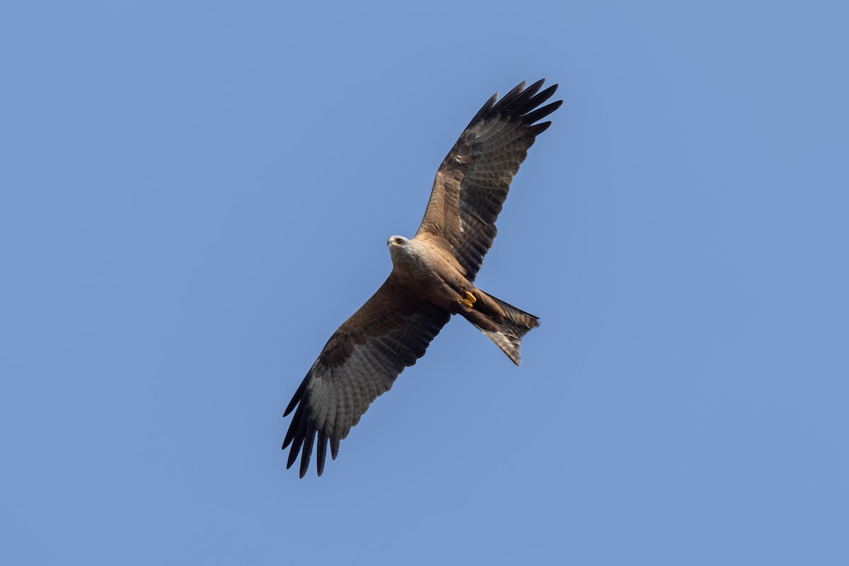 Black Kite - ML646038812
