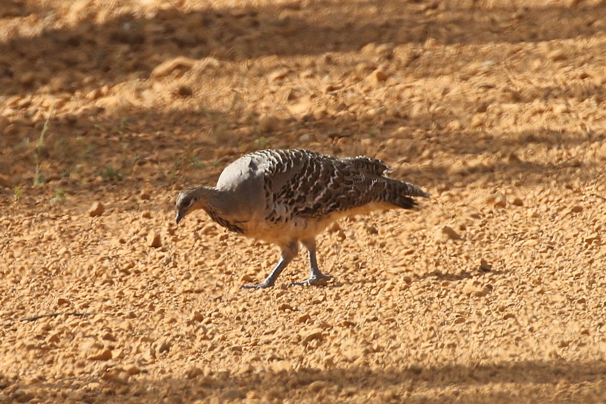 Malleefowl - ML646038814