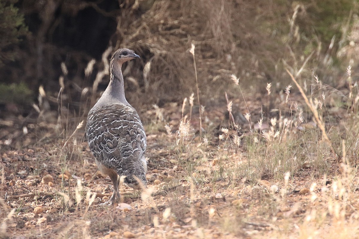 Malleefowl - ML646038815
