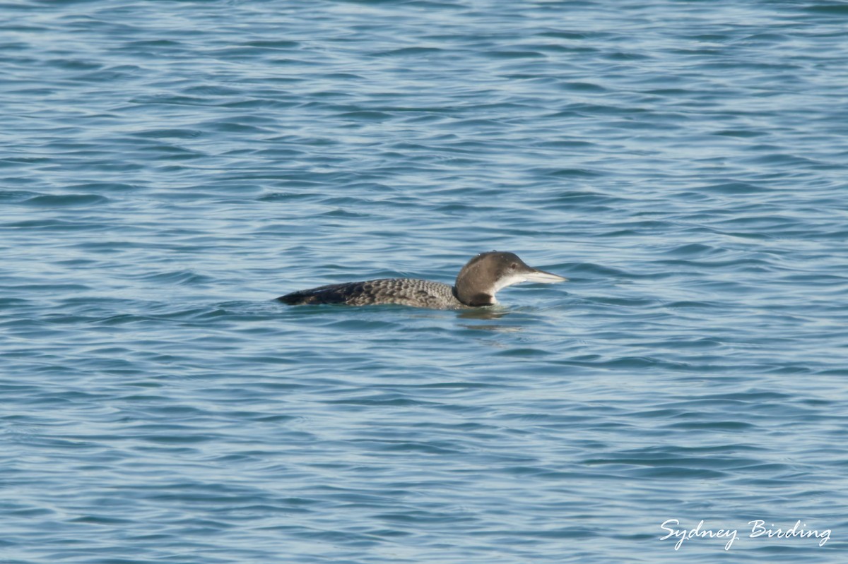 Common Loon - ML646038816