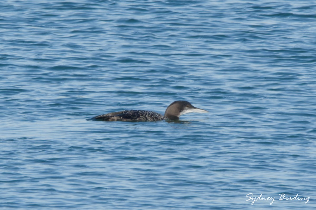 Common Loon - ML646038817