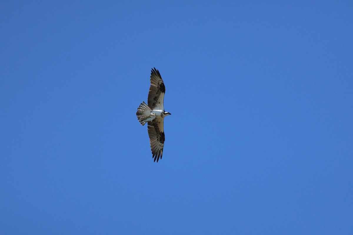 Osprey - ML646038818