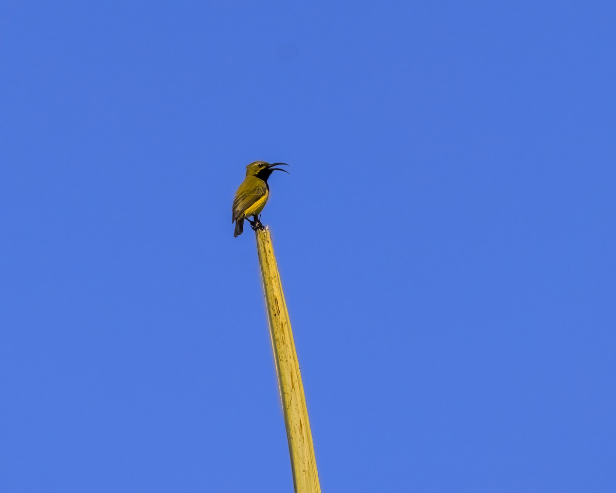 Sahul Sunbird - ML646038819