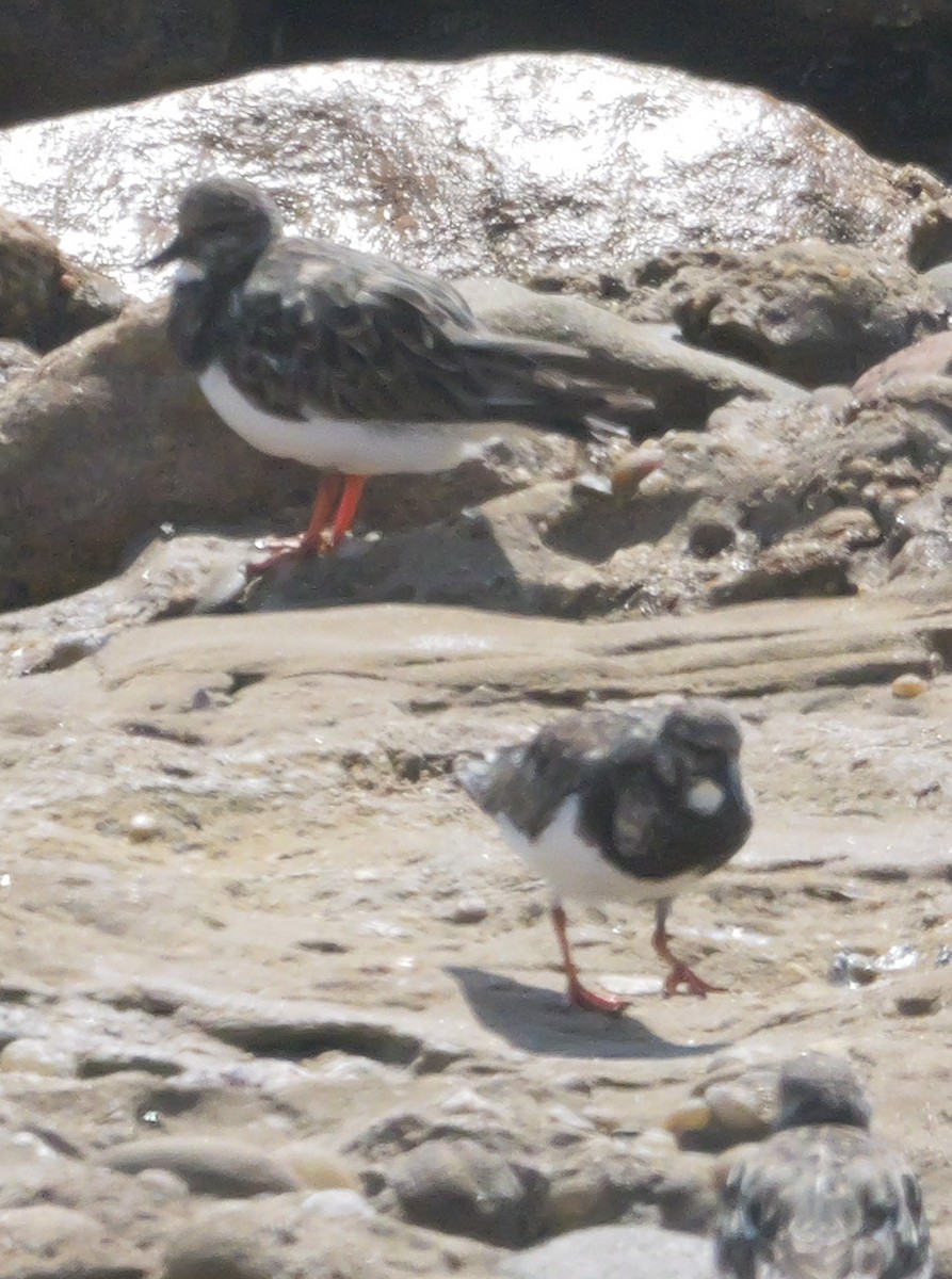 Ruddy Turnstone - ML646038820