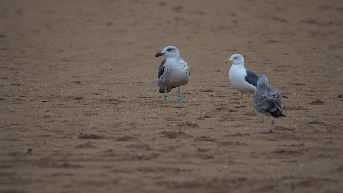 Great Black-backed Gull - ML646038821