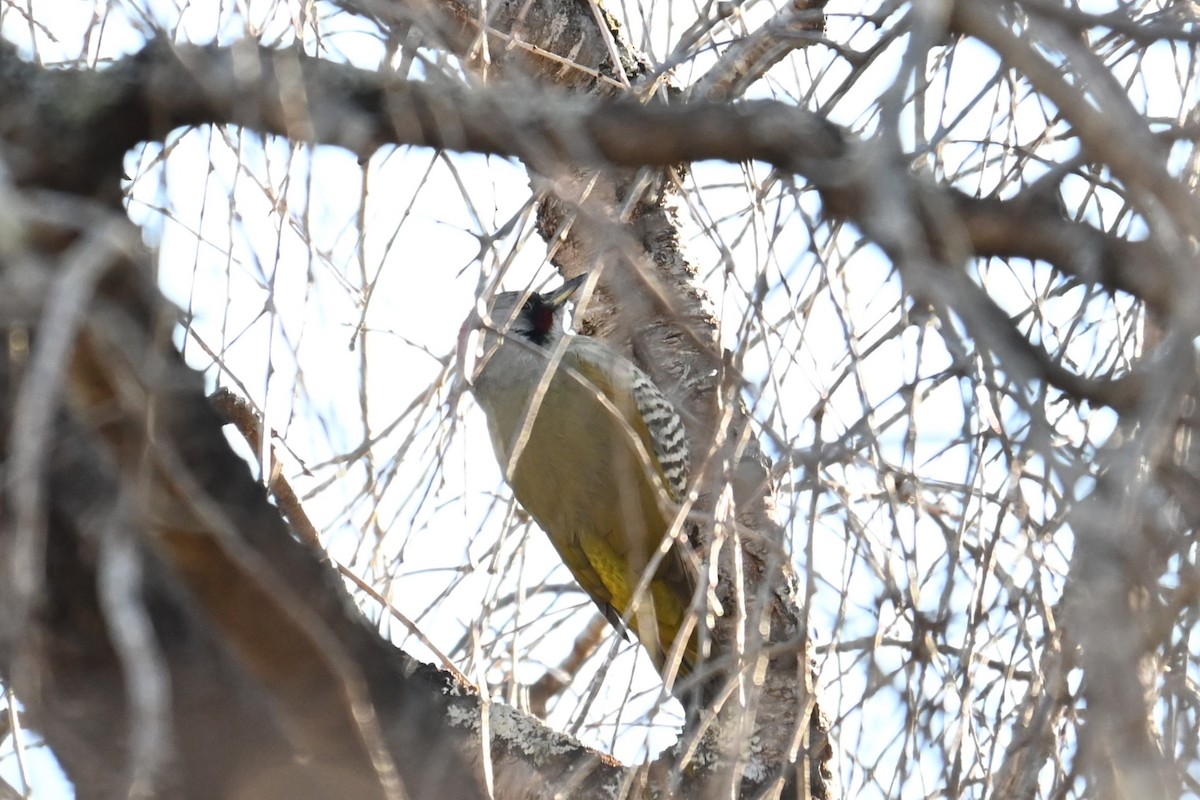 Japanese Woodpecker - ML646038822
