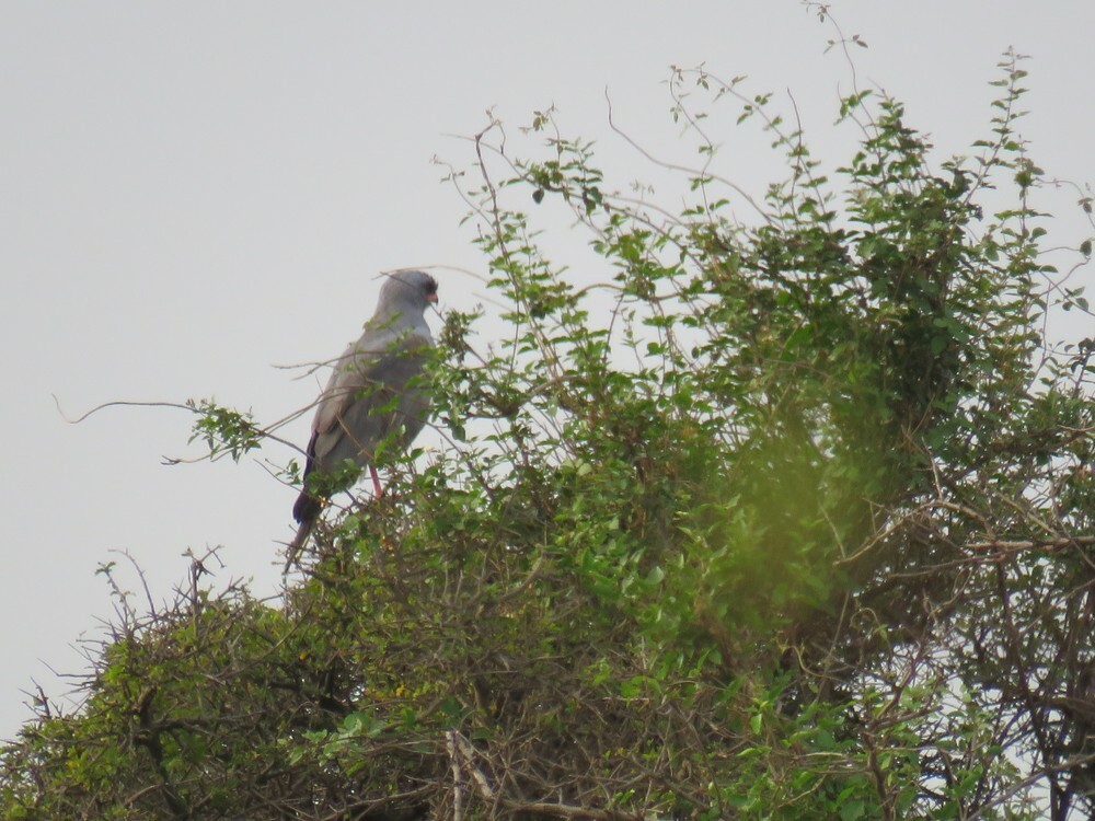 Dark Chanting-Goshawk - ML646038825