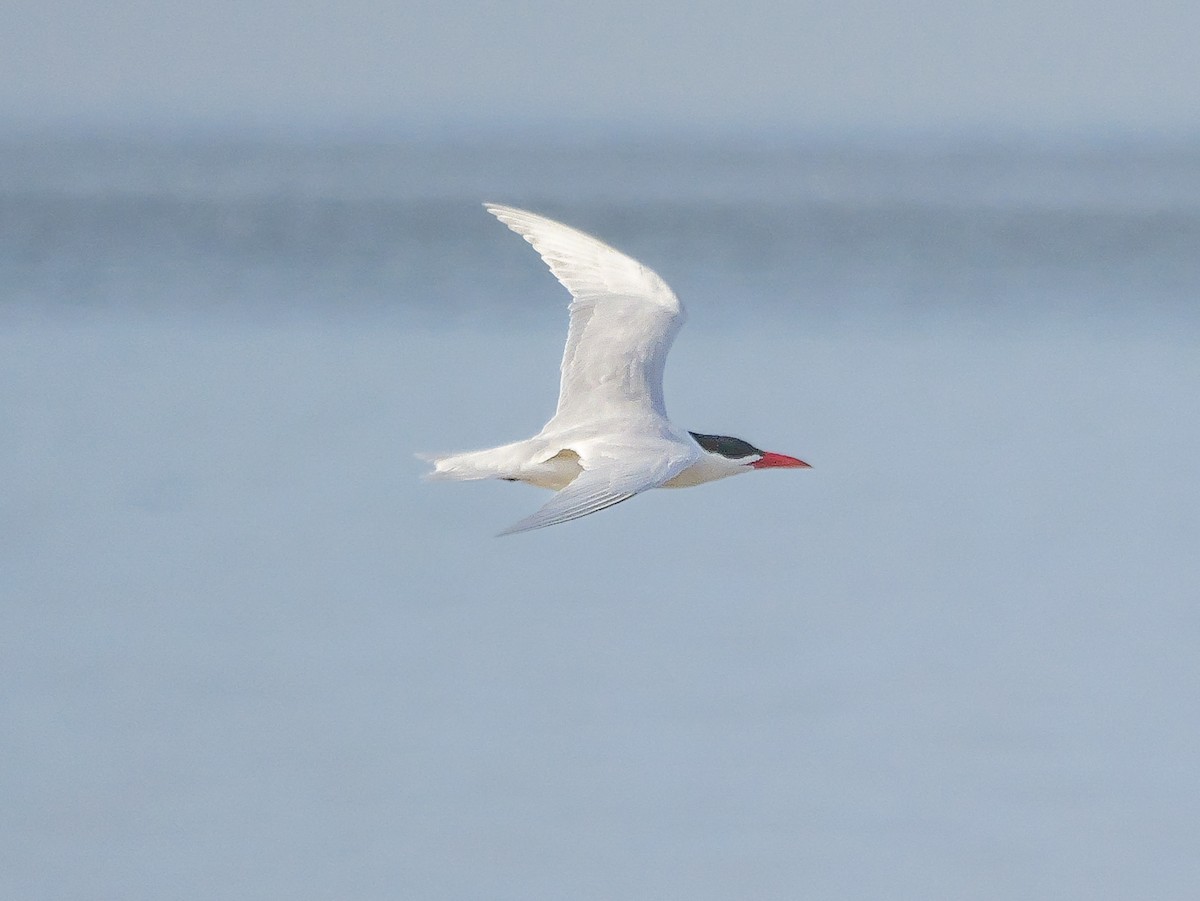 Caspian Tern - ML646038826