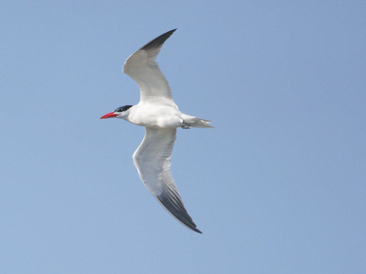 Caspian Tern - ML646038827