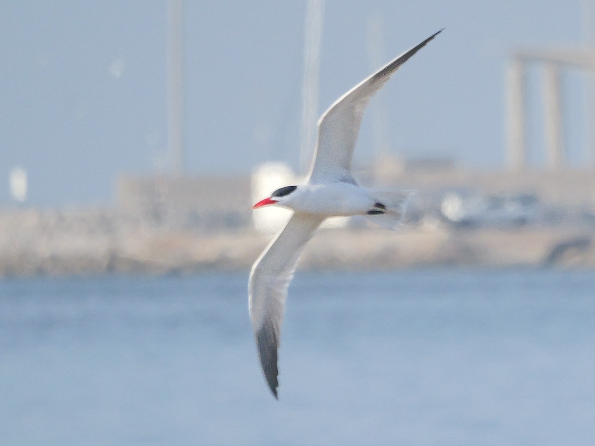 Caspian Tern - ML646038828