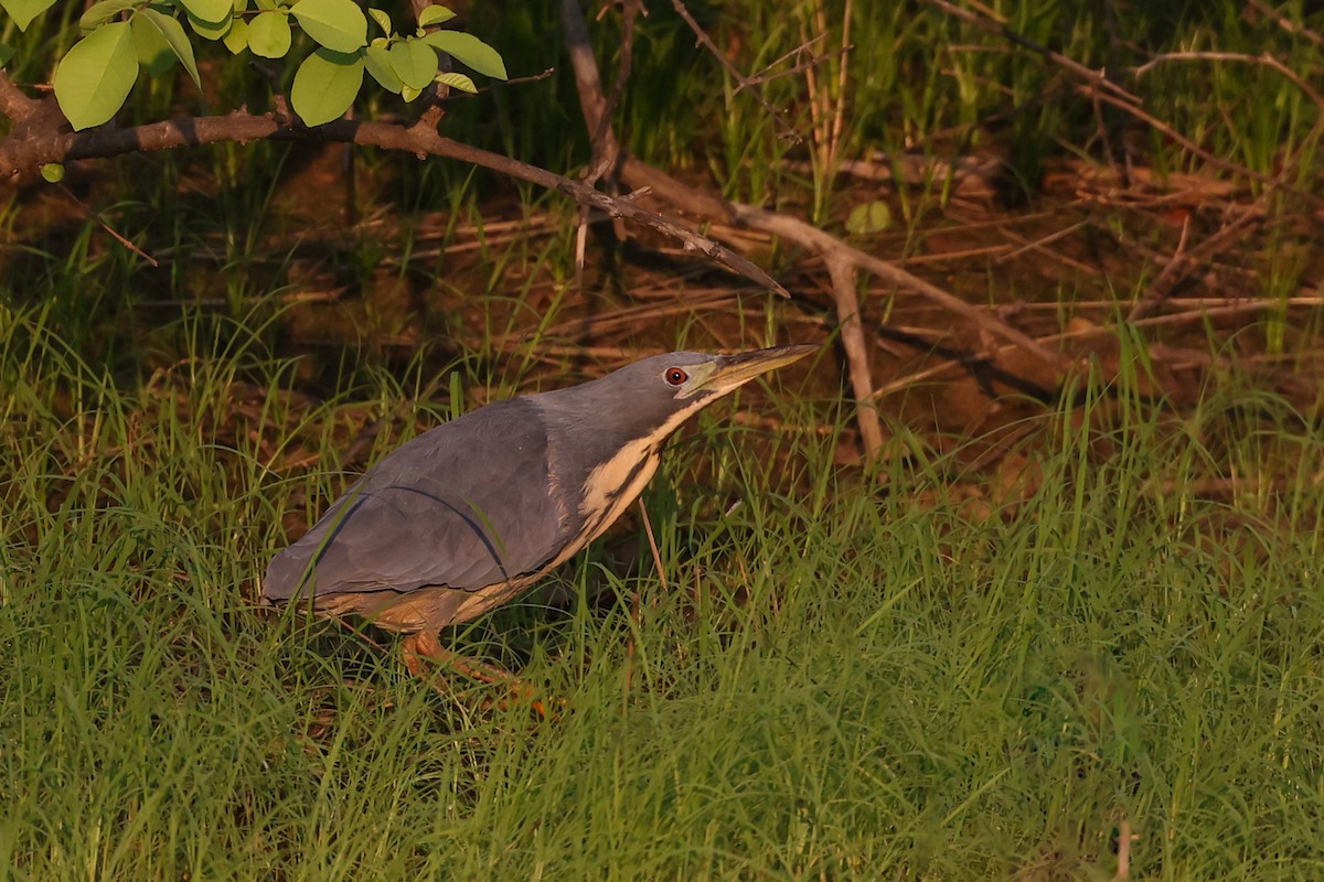 Kurşuni Küçük Balaban - ML646038843