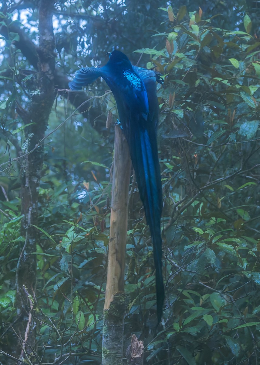 Black Sicklebill - ML646038845