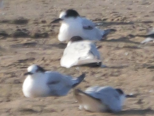 Common Tern - ML646038847