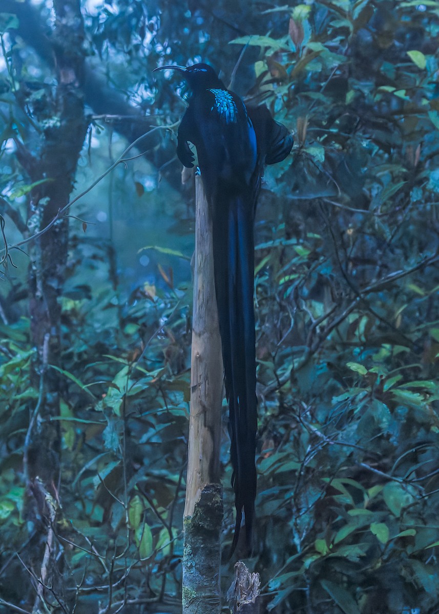 Black Sicklebill - ML646038848