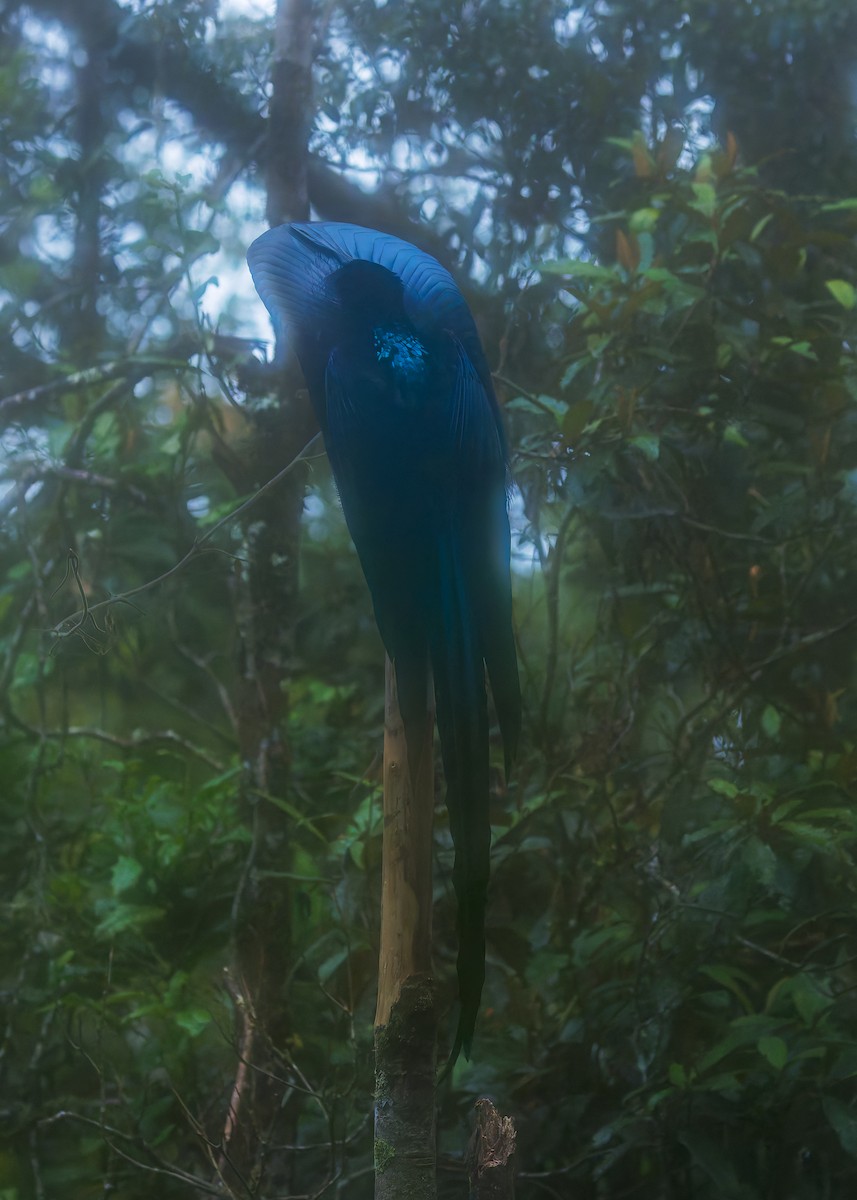 Black Sicklebill - ML646038849