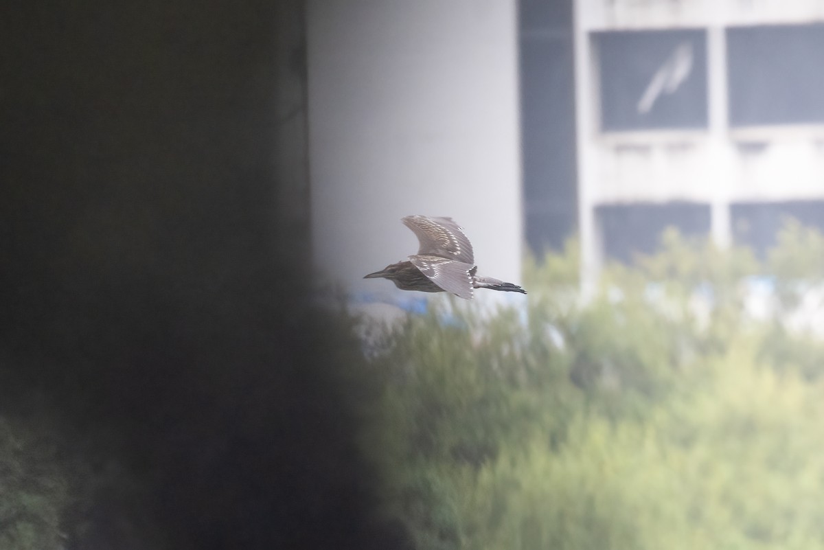 Black-crowned Night Heron - Kalpesh Krishna