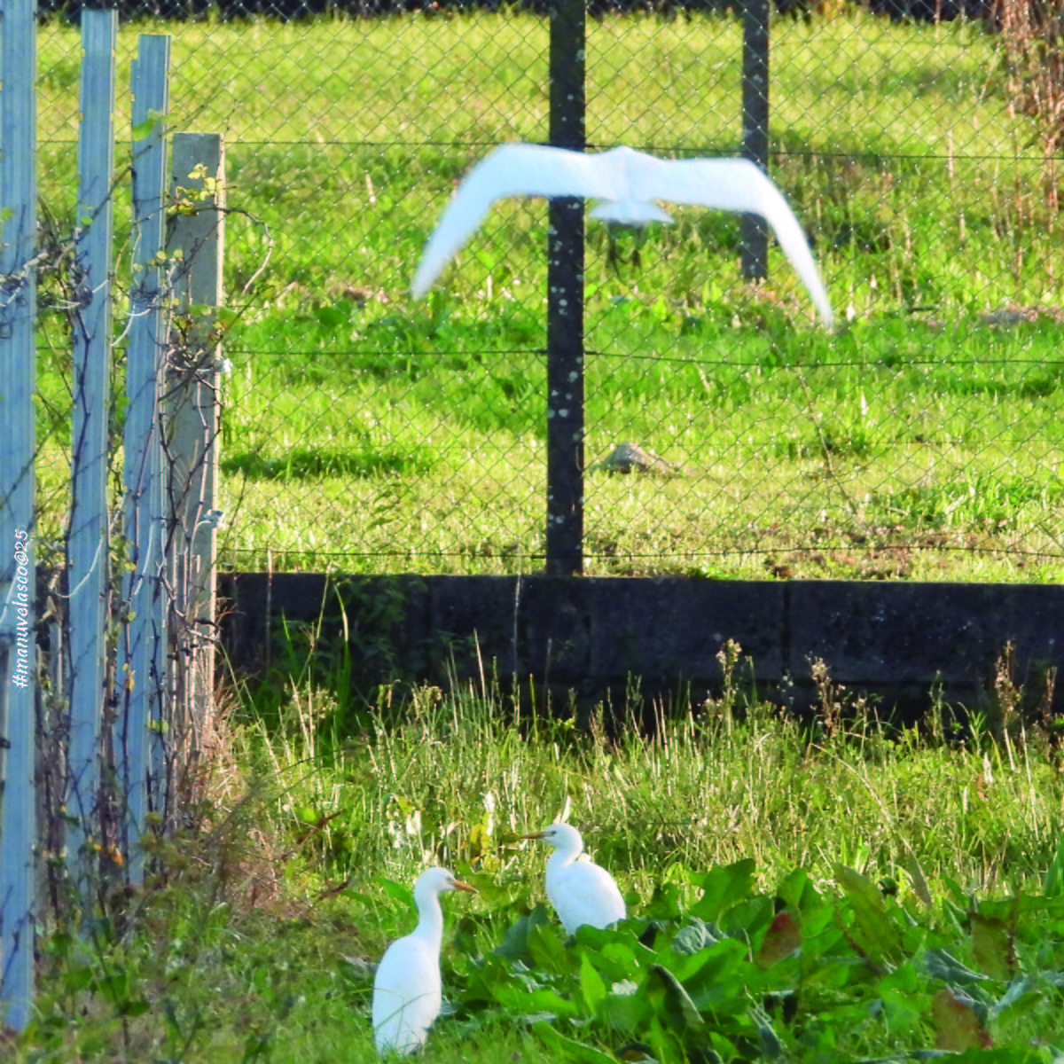 Western Cattle-Egret - ML646038862