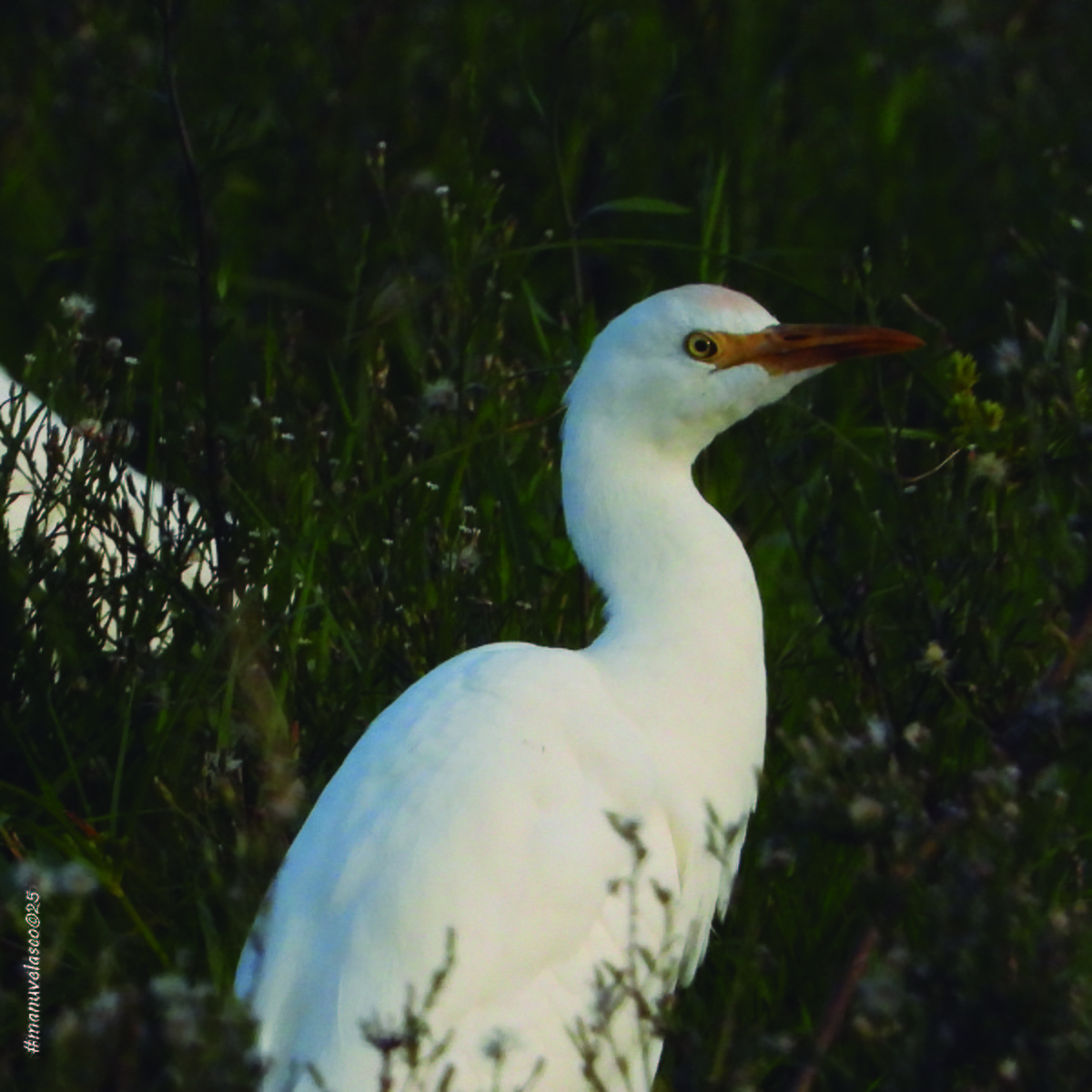 Western Cattle-Egret - ML646038863