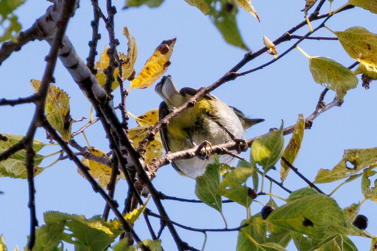 フタスジモズモドキ - ML646038864