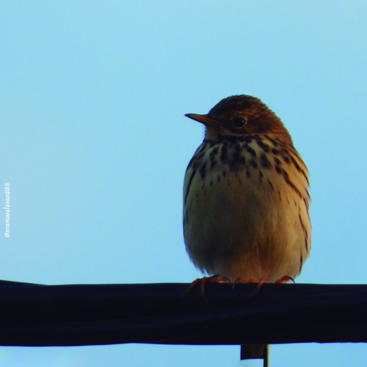 Нугын шийхнүүхэй - ML646038872