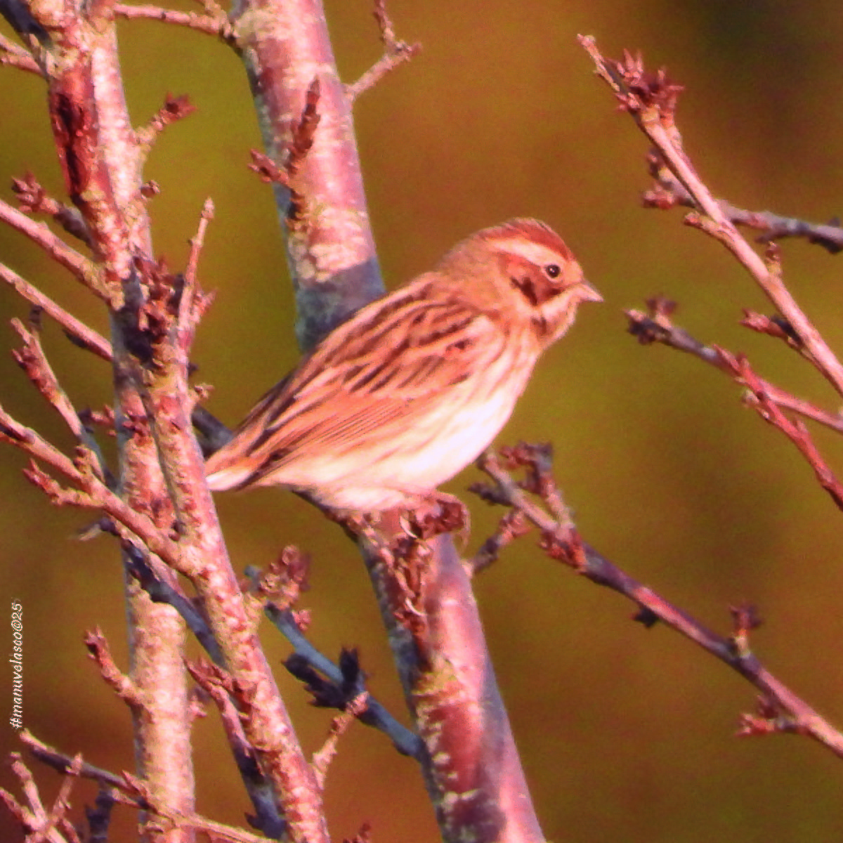 Цагаан хүзүүт хөмрөг - ML646038873