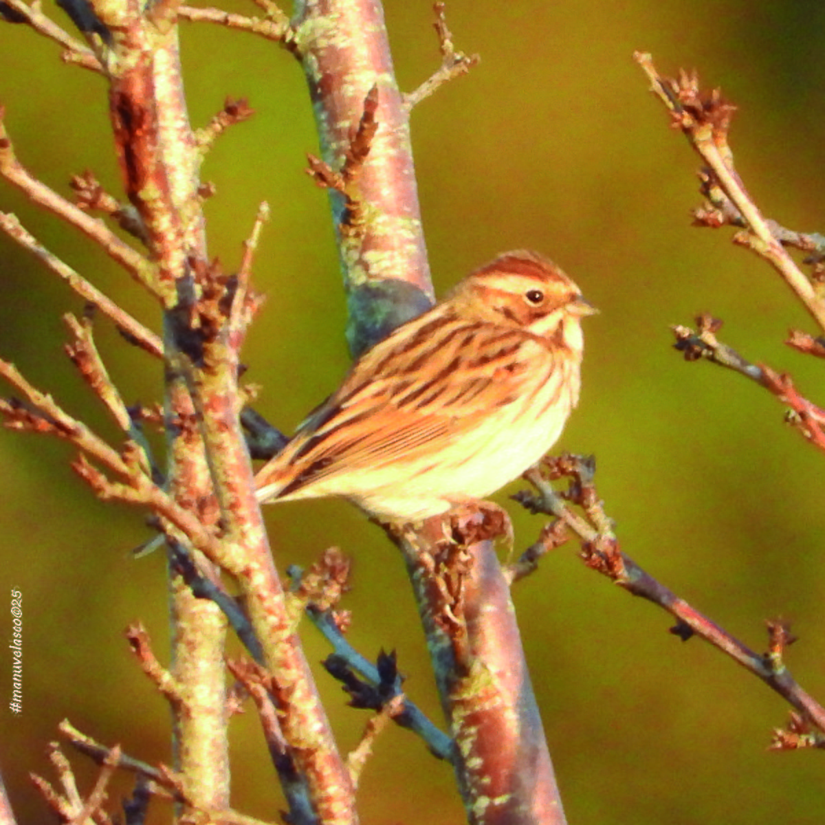 Цагаан хүзүүт хөмрөг - ML646038874