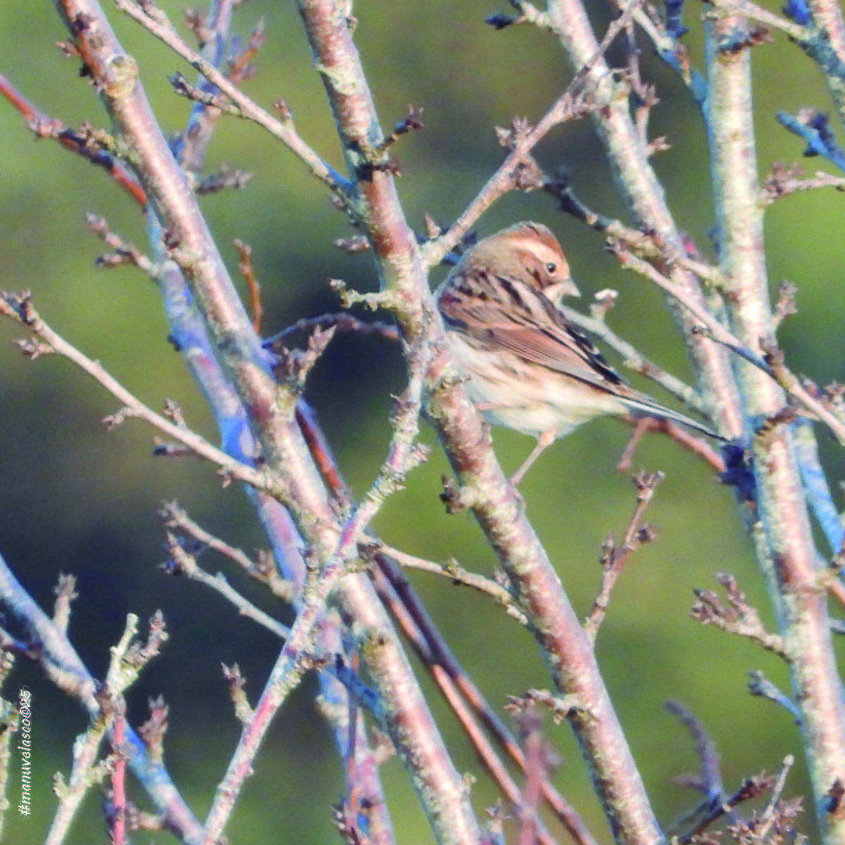 Цагаан хүзүүт хөмрөг - ML646038875